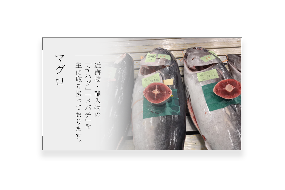 マグロ